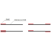Membrana EPDM z butylem